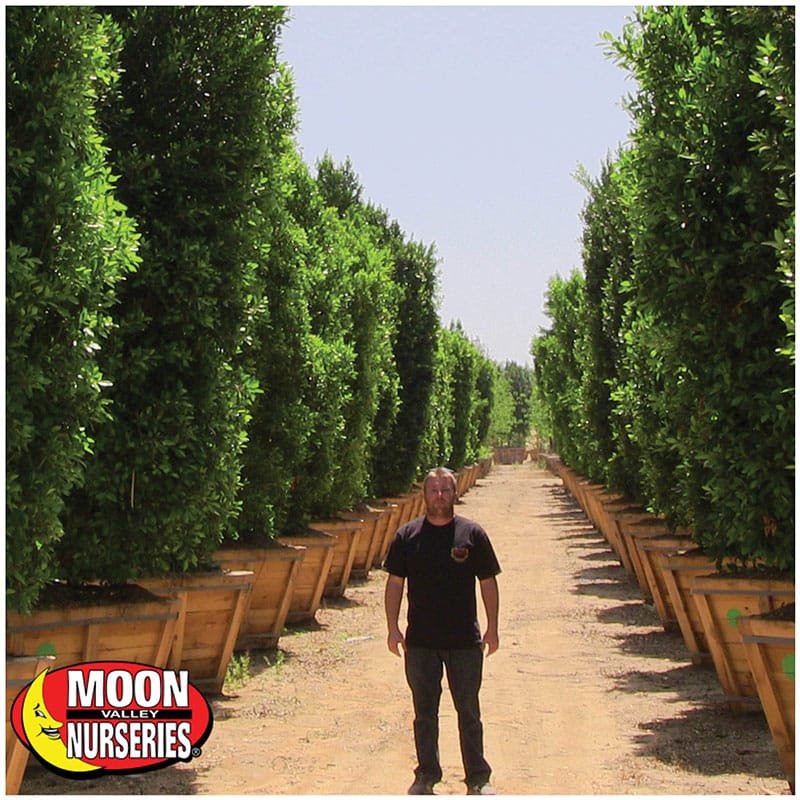 AZ Tree of The Week Indian Laurel Column
